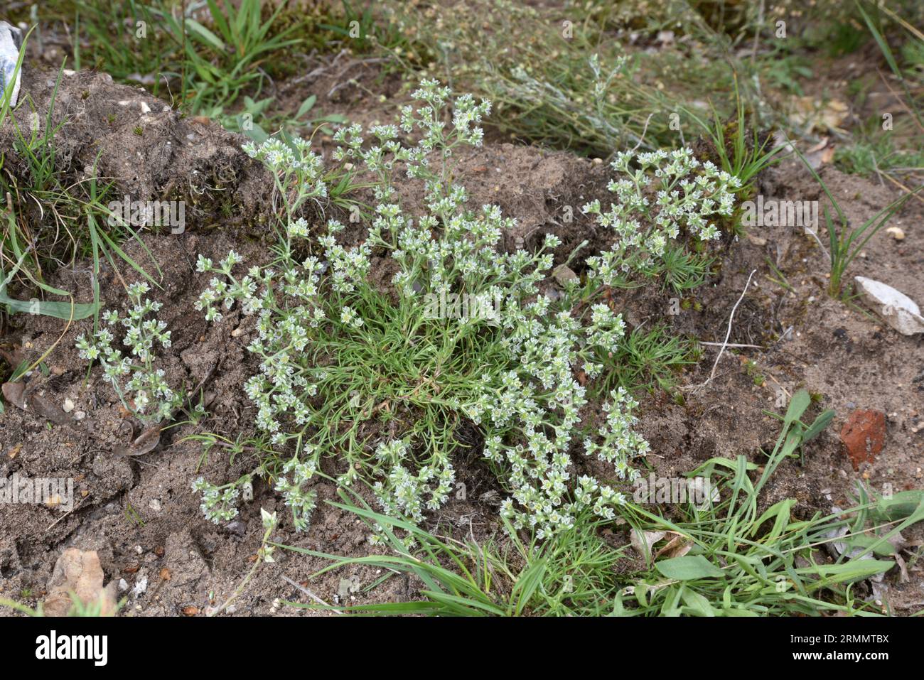 Perennial Knawel - Scleranthus perennis subsp. Prostratus Stockfoto
