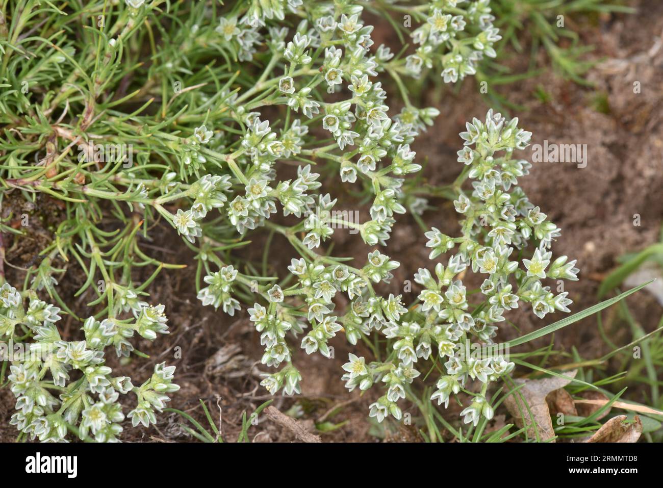 Perennial Knawel - Scleranthus perennis subsp. Prostratus Stockfoto