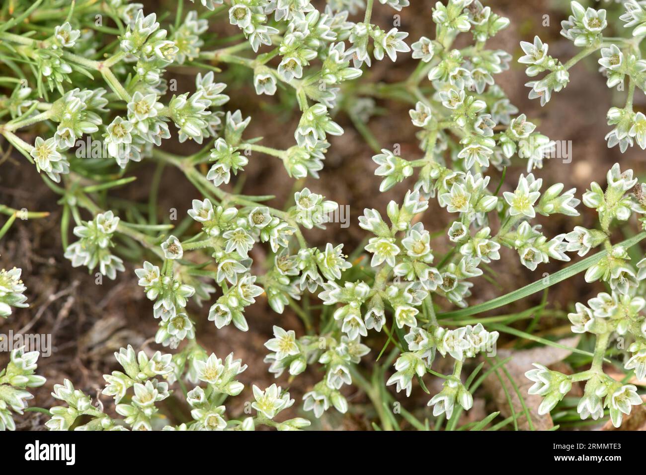Perennial Knawel - Scleranthus perennis subsp. Prostratus Stockfoto