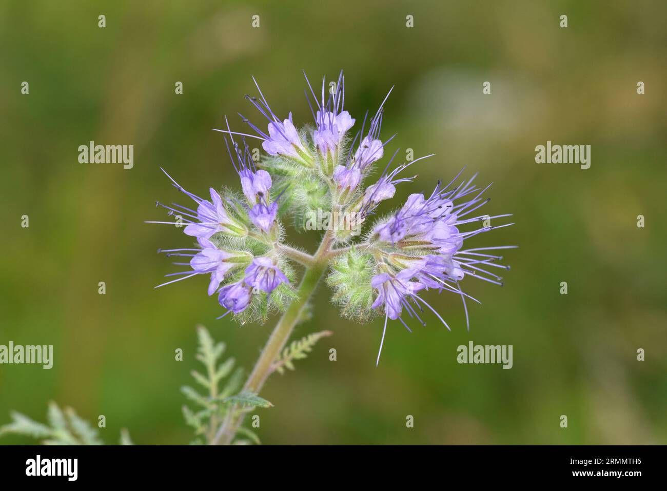 Phacelia - Phacelia tanacetifolia Stockfoto