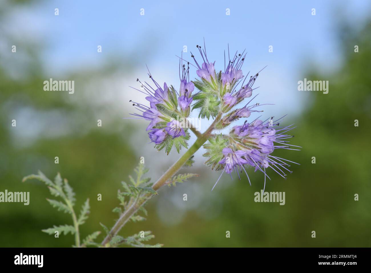 Phacelia - Phacelia tanacetifolia Stockfoto