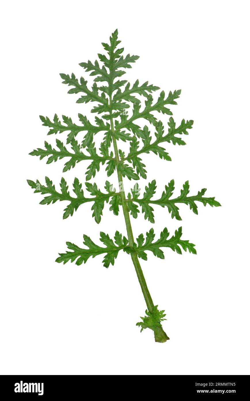 Phacelia - Phacelia tanacetifolia Stockfoto