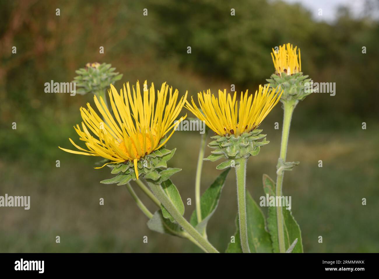 Elekampan - Inula helenium Stockfoto