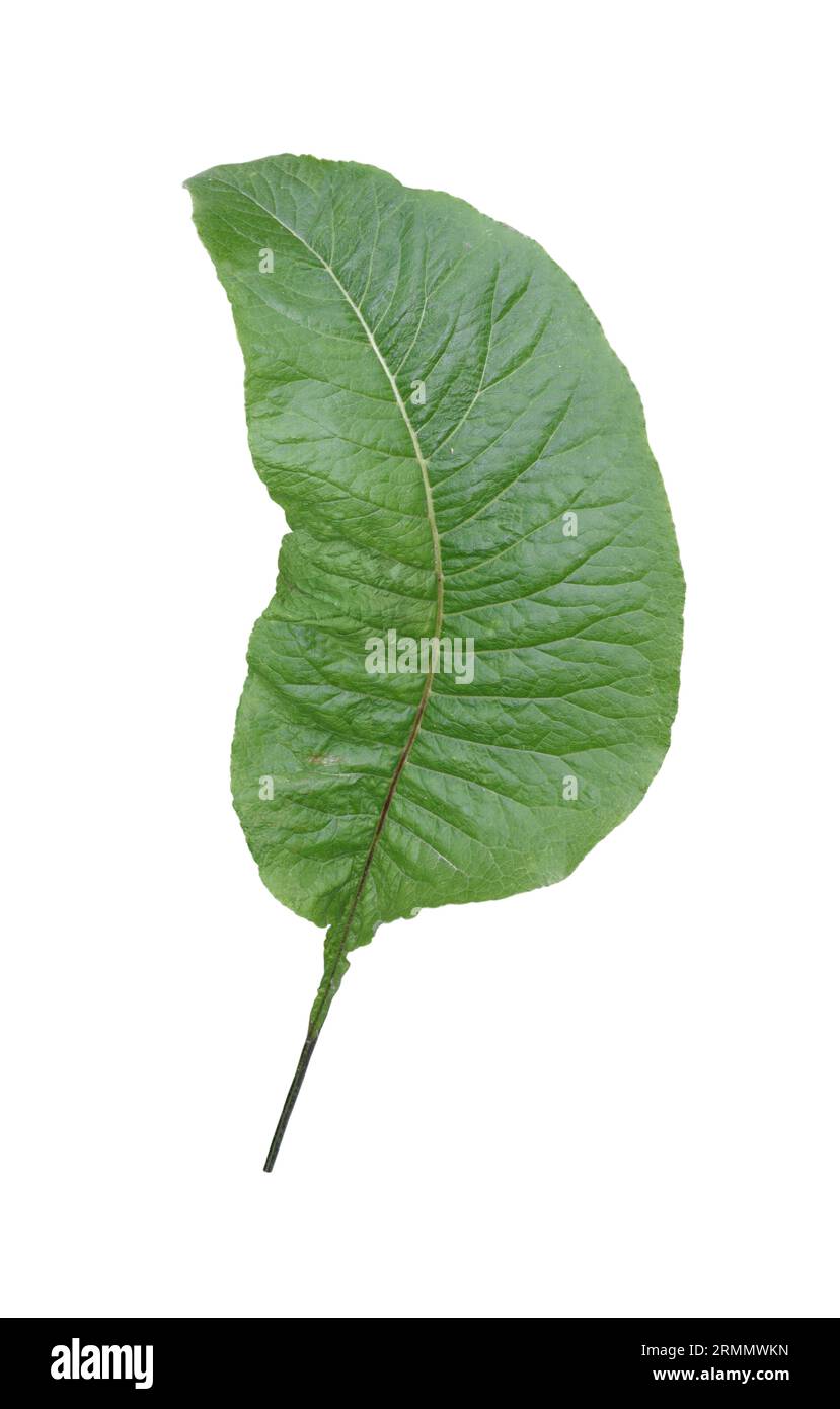 Elekampan - Inula helenium Stockfoto