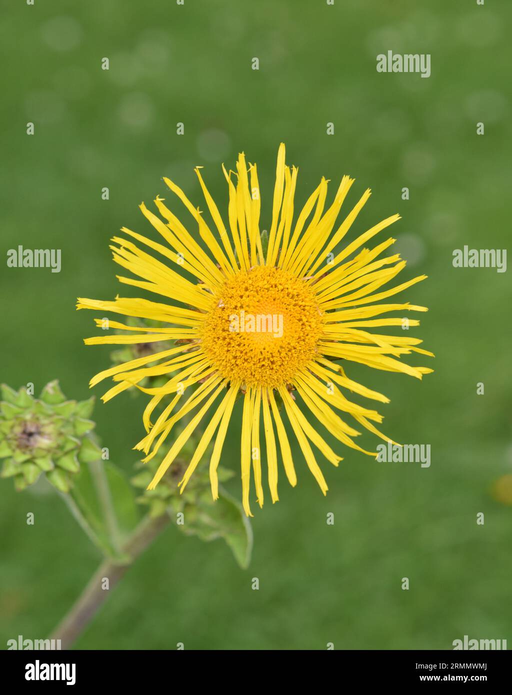 Elekampan - Inula helenium Stockfoto