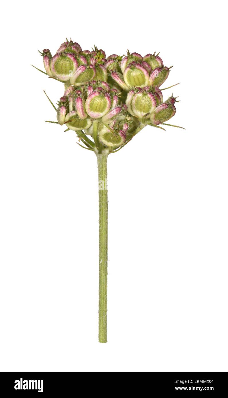 Hartwort - Tordylium apulum Stockfoto