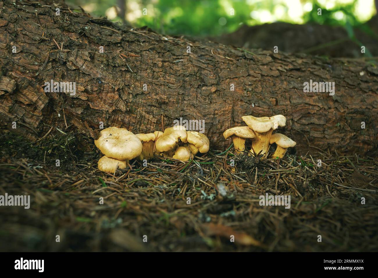 Pfifferlingspilz in natürlichem Lebensraum (Cantharellus cibarius) Stockfoto