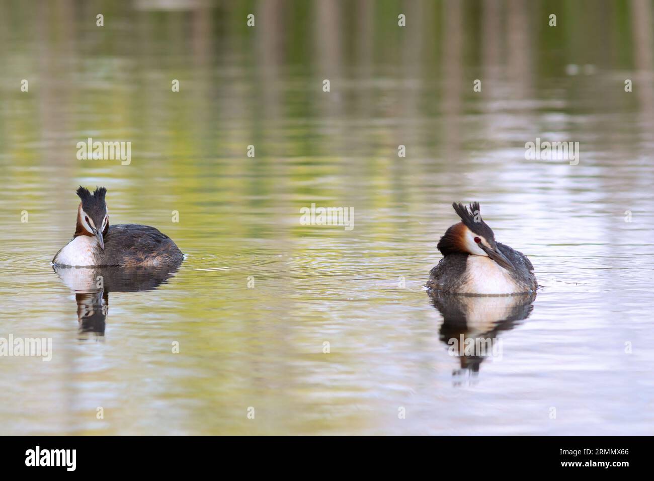 Großes Grebe-Paar in der Brutsaison (Podiceps cristatus) Stockfoto