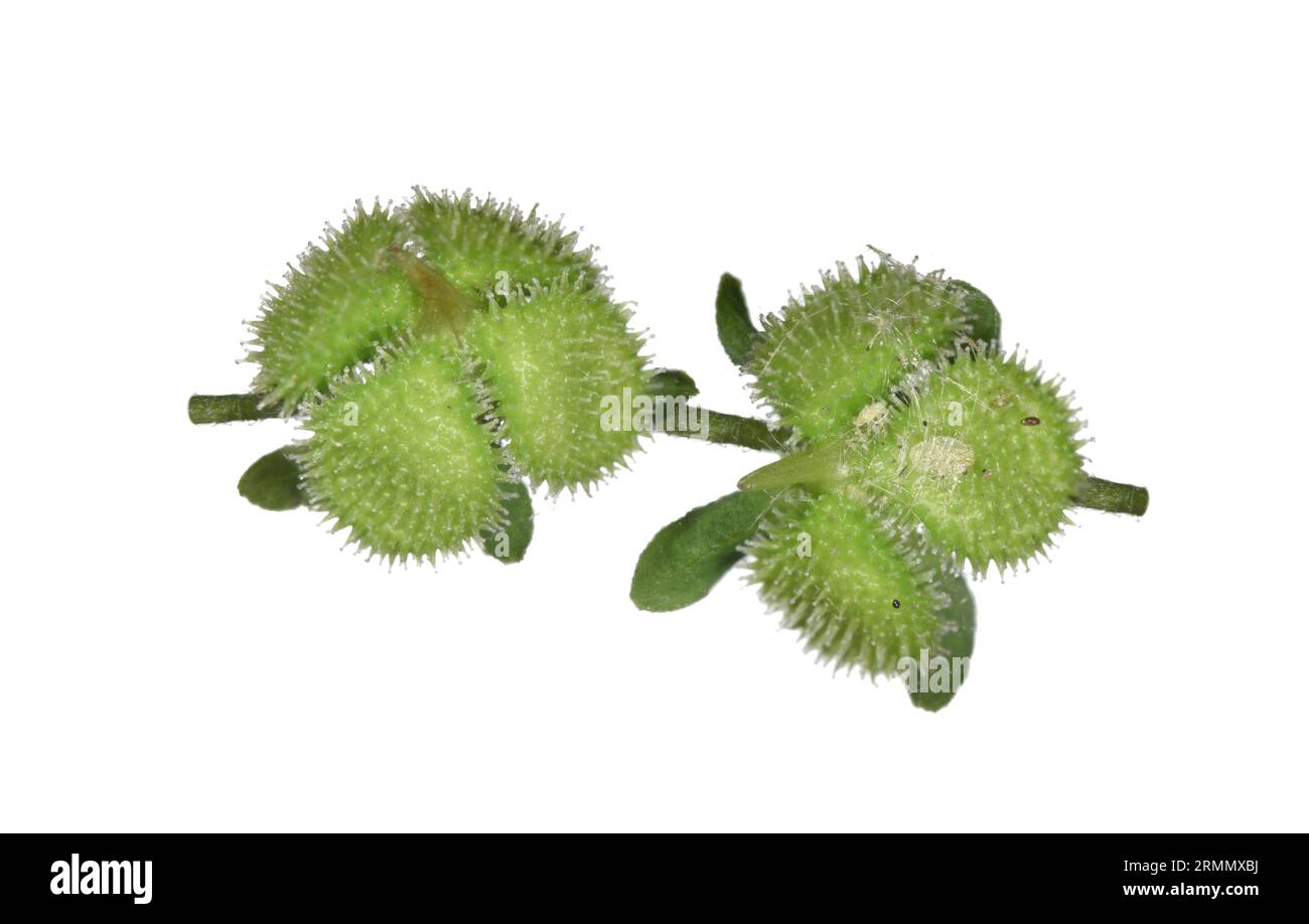Grüne Hundezunge - Cynoglossum germanicum Stockfoto