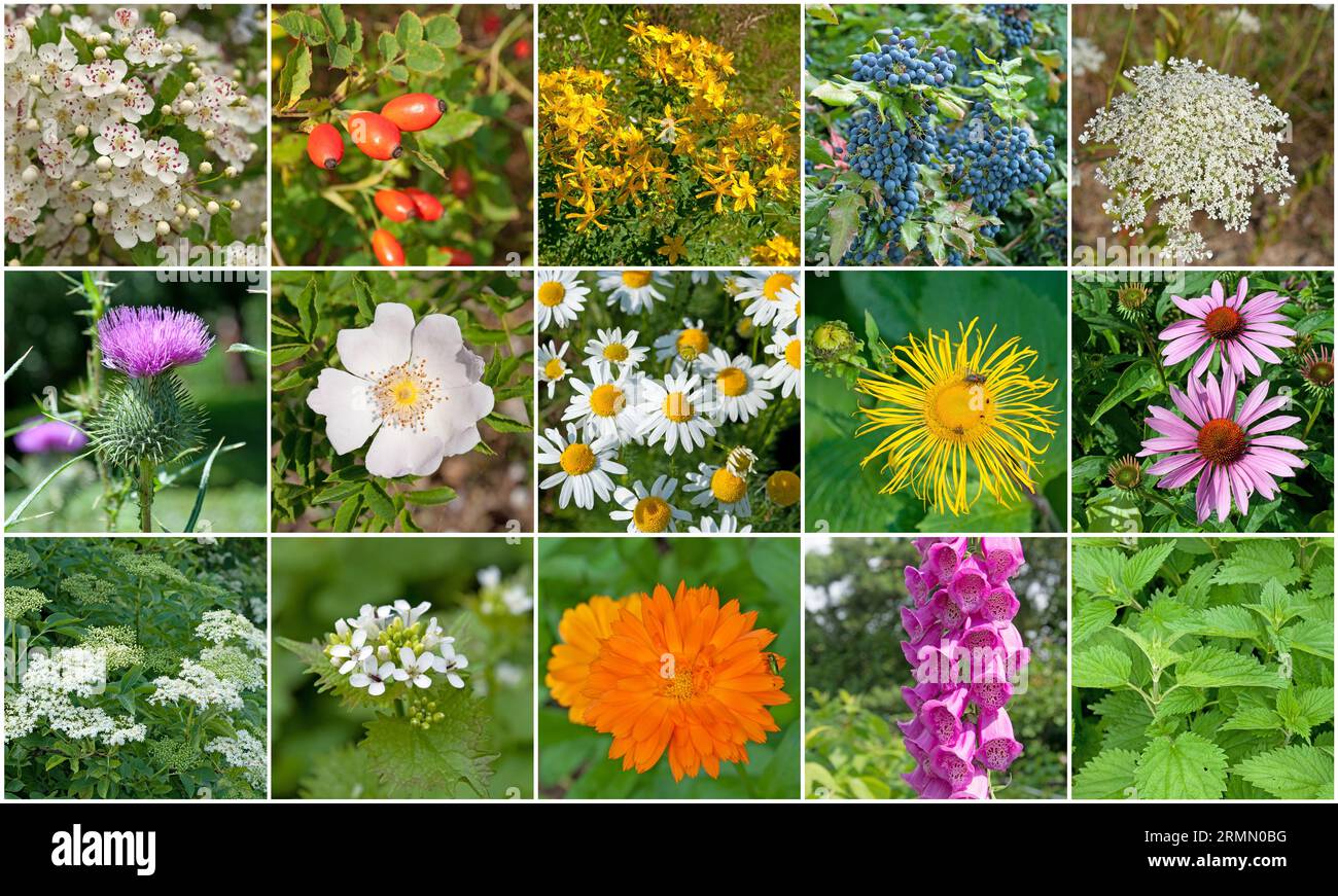 Einige Arzneipflanzen in einer Collage Stockfoto