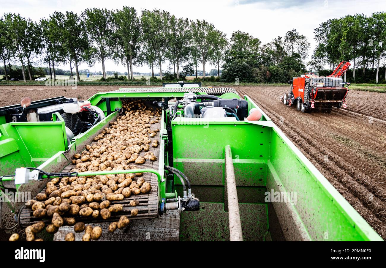 KLAASWAAL - Kartoffelerntemaschinen ernten Kartoffeln in der Hoeksche Waard. Die Kartoffeln werden in diesem Jahr aufgrund der Dürre kleiner sein. Die jüngsten Niederschläge waren gut für die Landwirtschaft, aber der Wassermangel ist so groß, dass er nicht von ein paar Regenschauern bedeckt ist. ANP JEFFREY GROENEWEG niederlande raus - belgien raus Stockfoto
