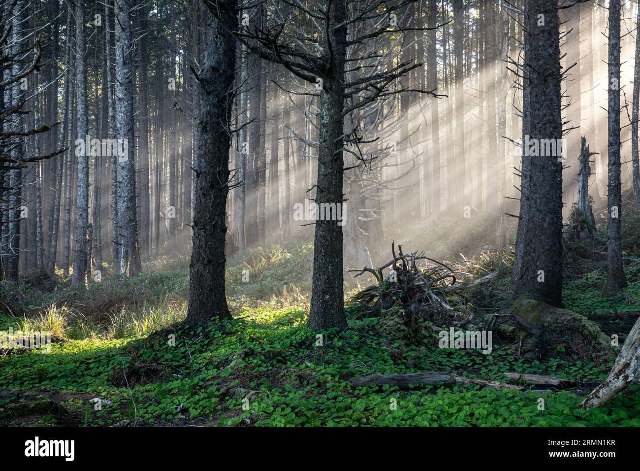 WA23525-00...WASHINGTON - Sonnenlicht strömt an einem nebligen Morgen am Cedar Creek im Olympic National Park durch die Bäume des Küstenwaldes. Stockfoto