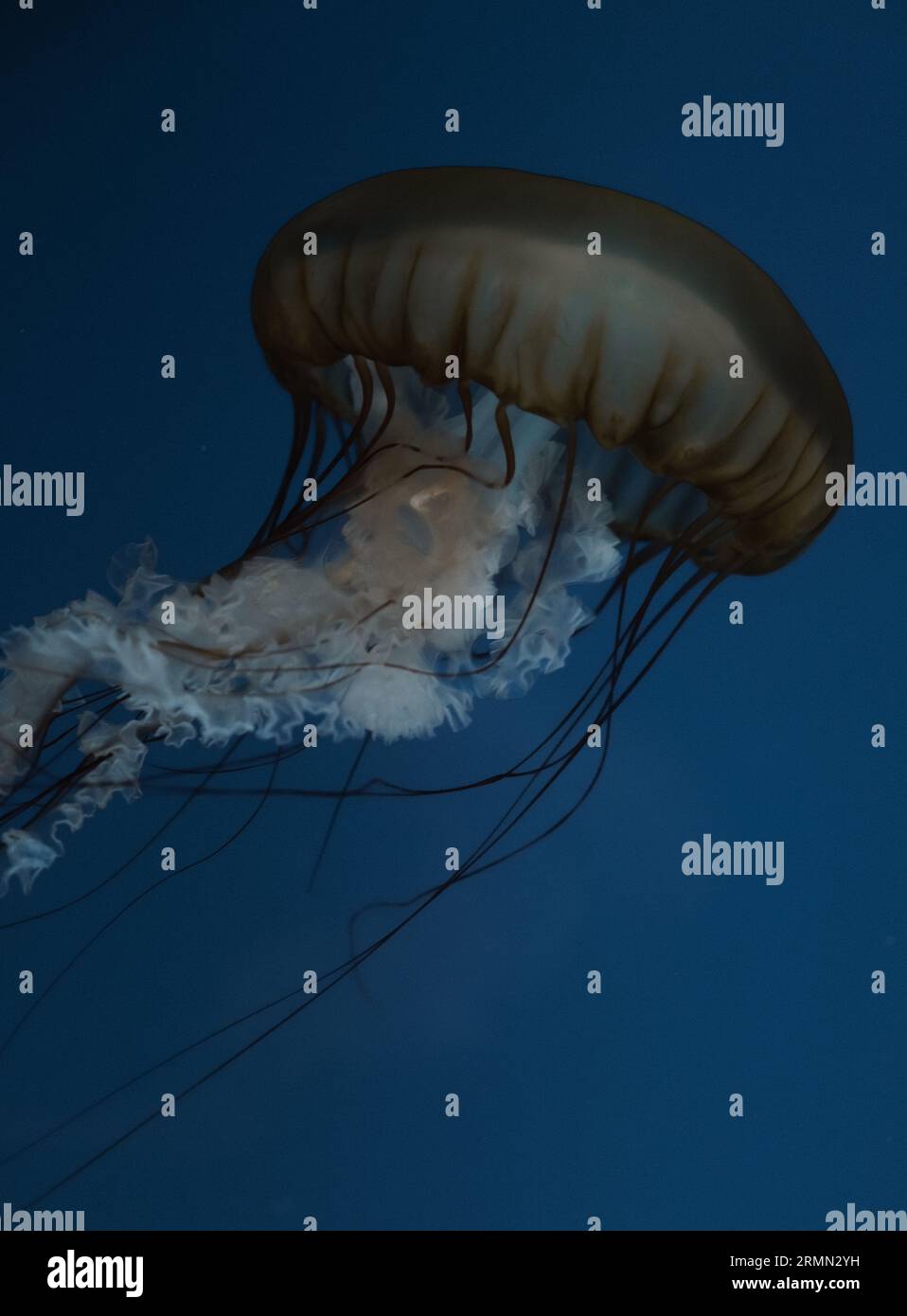 Quallen im Aquarium Stockfoto