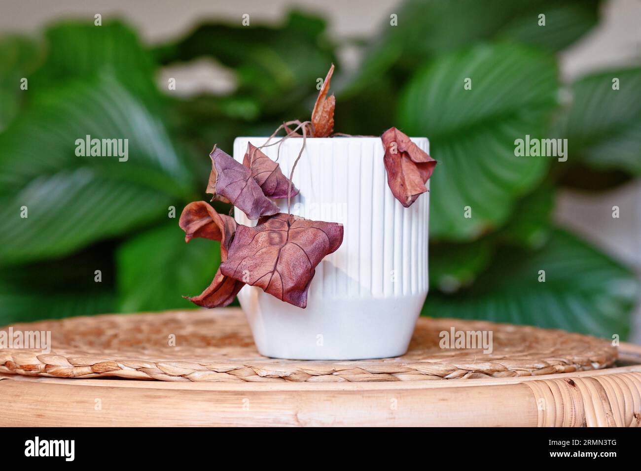 Vernachlässigte sterbende Hauspflanze mit hängenden trockenen Blättern im weißen Blumentopf auf dem Tisch im Wohnzimmer Stockfoto