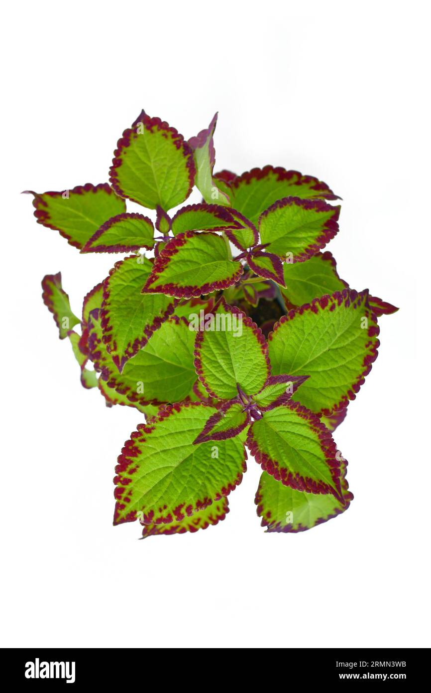 Draufsicht auf die mit Töpfchen bemalte Brennnesselpflanze „Coleus Blumei Velvet“ auf weißem Hintergrund Stockfoto