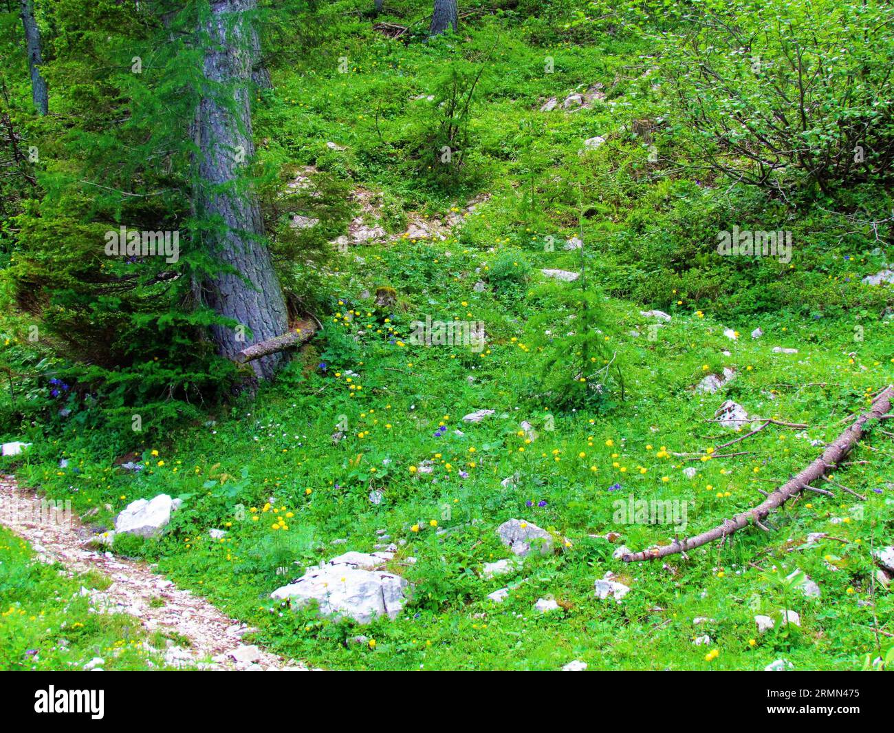 Bergwiese oberhalb von Lipanca und Pokljuka in Slowenien, voll von gelb blühenden Glockenblumen (Trollius europaeus) und violetter alpenkolumbine (Aquileg Stockfoto