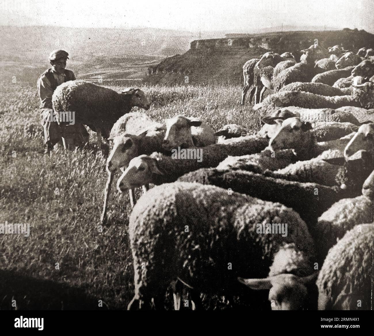Frankreich 1939 - Ein französischer Schäferhund, der eines seiner Schafe melkt - Frankreich 1939 - UN berger francaais traire une de ses brebis Stockfoto