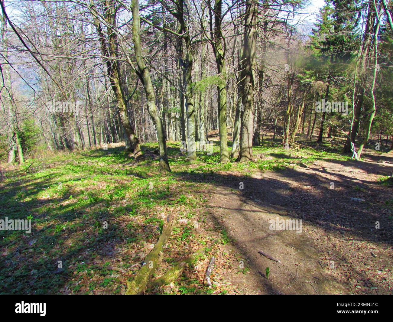 Hellgrüner Buchenwald an den Hängen von Porezen mit hellgrüner Frühlingsvegetation auf dem Boden inkl. Falsches Helleborin, weiße helle Stockfoto