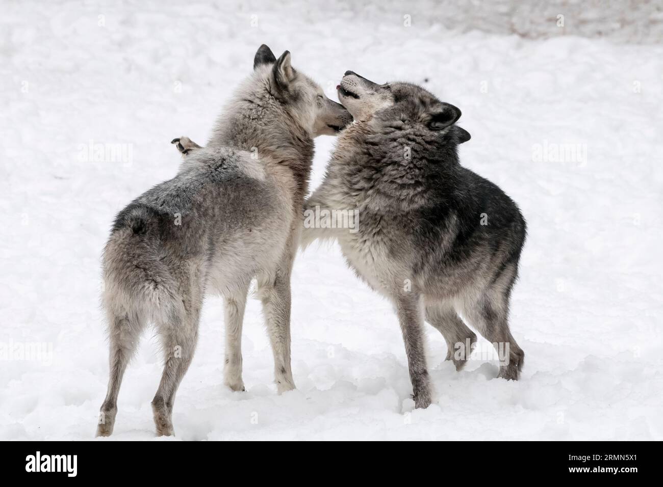 Nordamerika; Usa; Wyoming; Wildtiere; Raubtiere; Hund; Wolf; Canis Lupus; Zuchtpaar: Dominanz und Zuchtverhalten; Gefangener Stockfoto
