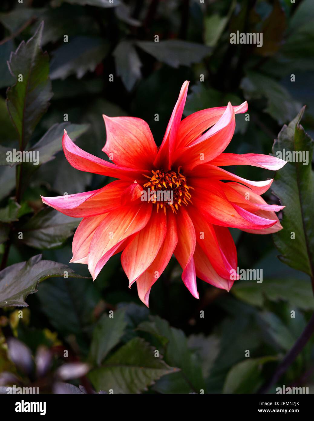Nahaufnahme einer einzelnen orangen korallenrosafarbenen Blume der zarten, tuberösen, ausdauernden Gartenpflanze Dahlia Walzer Mathilda. Stockfoto