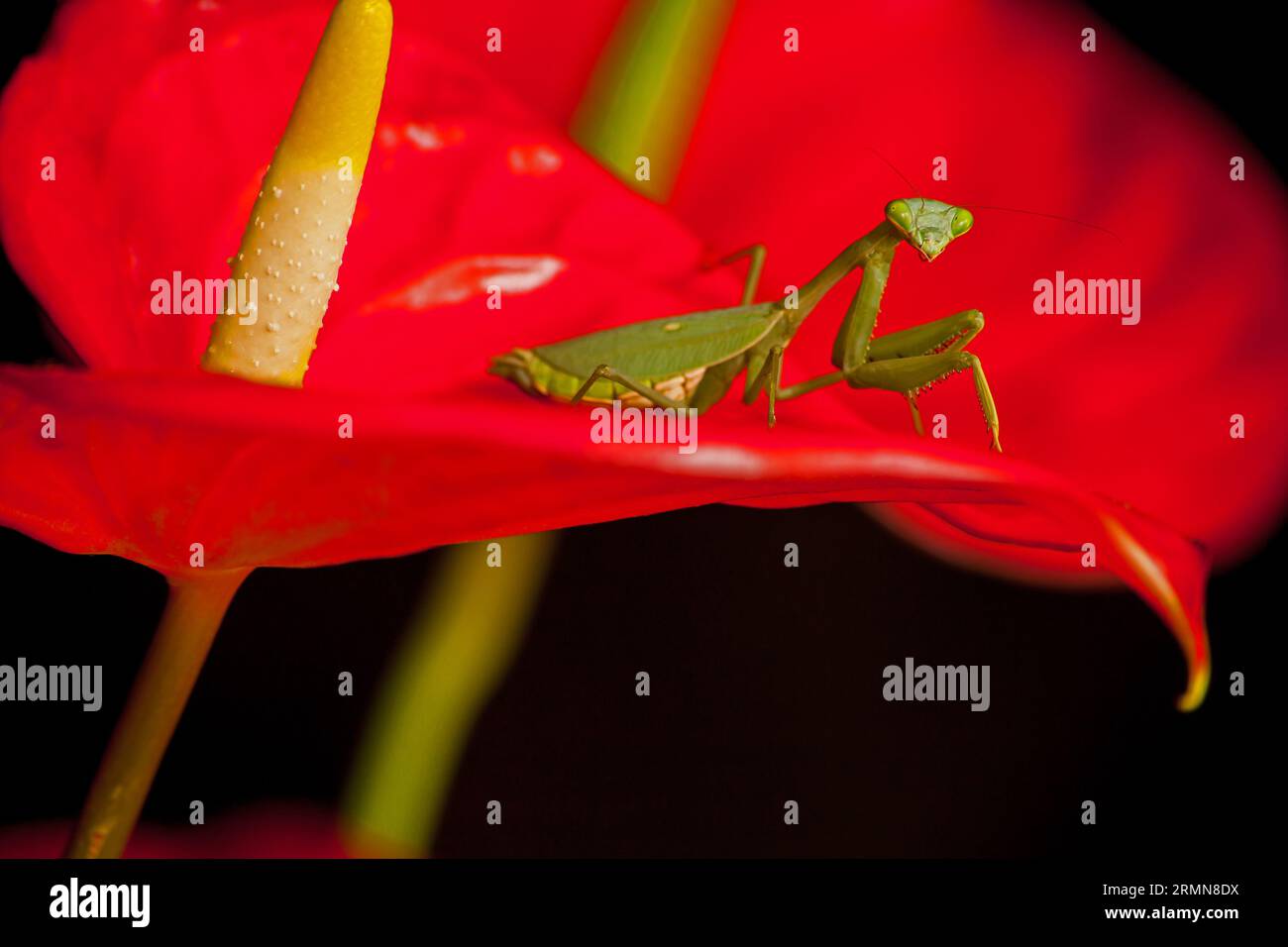 Grüne Mantid-Sphodromantis gastrica auf rotem Anthurium 10520 Stockfoto