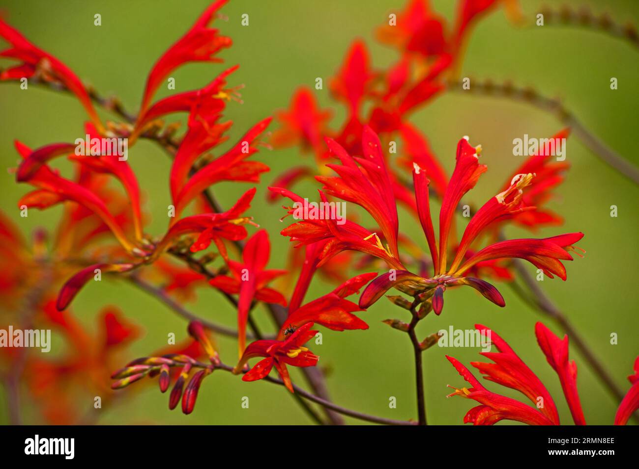 Swan Crocosmia Crocosmia masoniorum 14081 Stockfoto