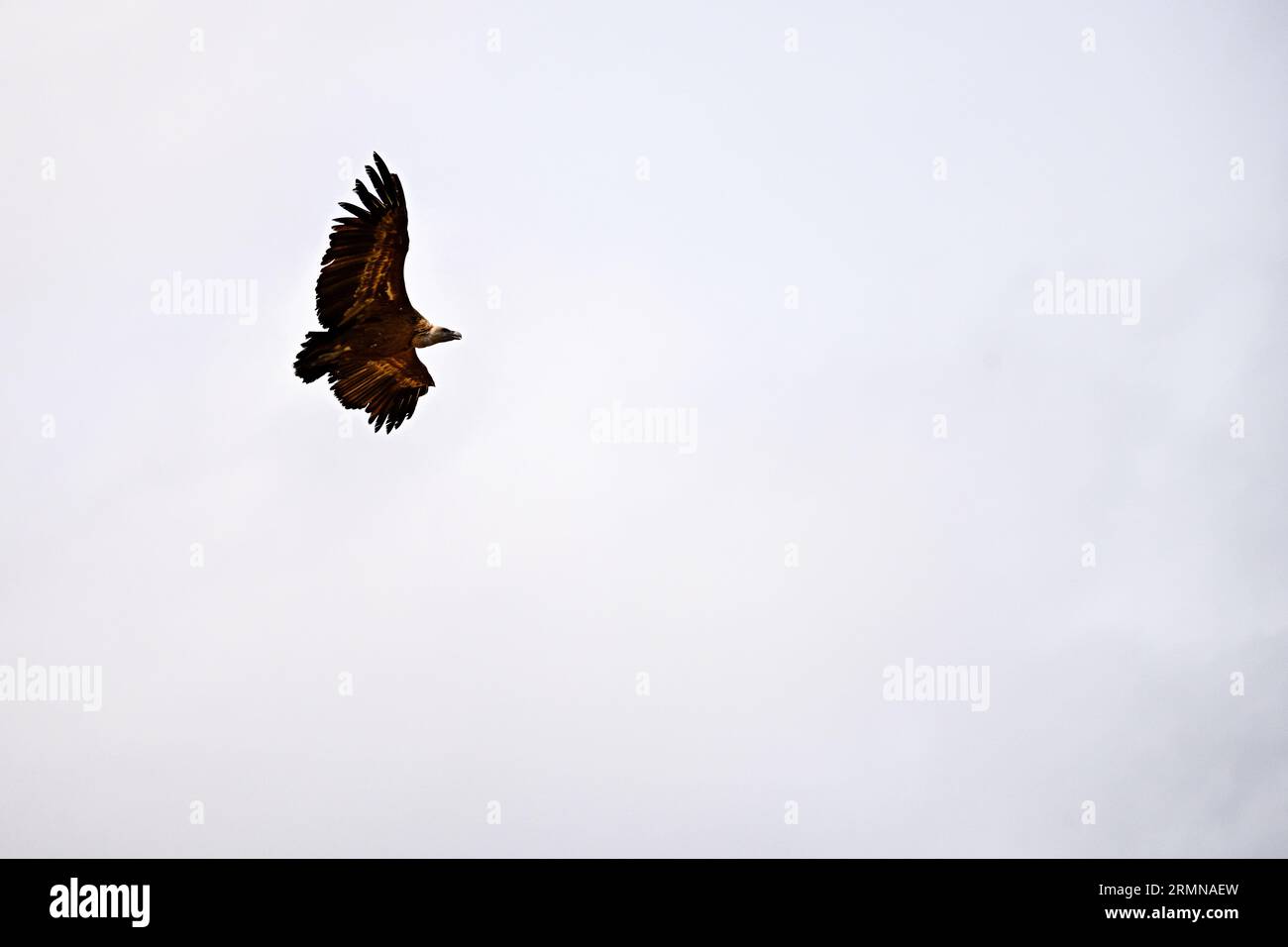 Griffon Vulture oder Zigeuner Fulvus im Flug Stockfoto