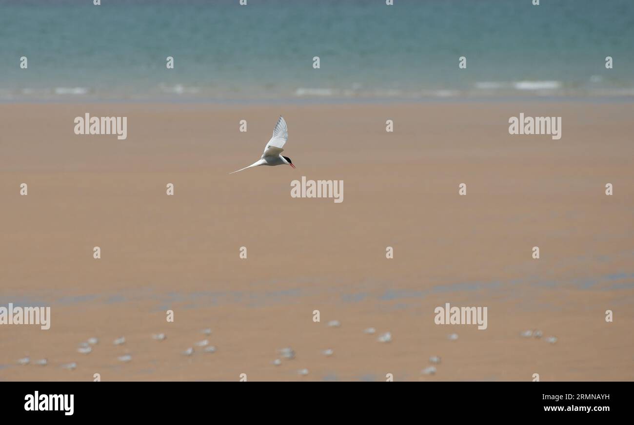 Arktische Tern fliegen entlang des Nistgebietes des Strandes in Northumberland Stockfoto