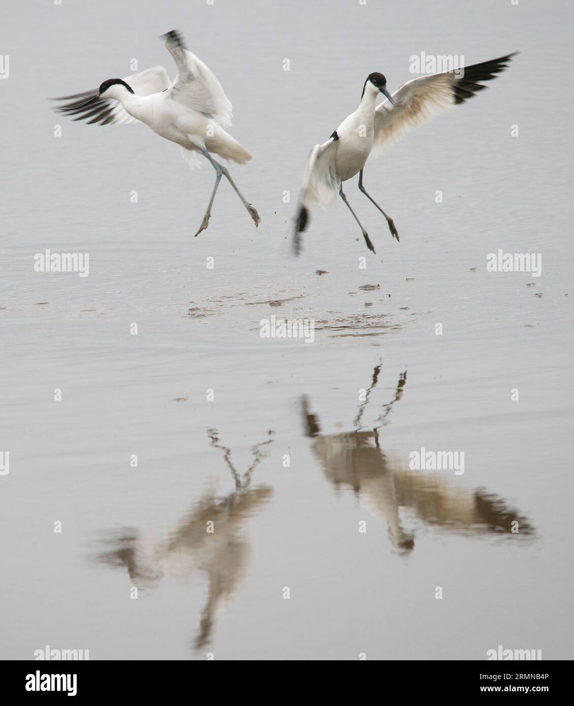 Quadratisches Bild von zwei Avocets, die von einander weg tanzen, mit ausgestreckten Flügeln und Reflexionen im Wasser Stockfoto