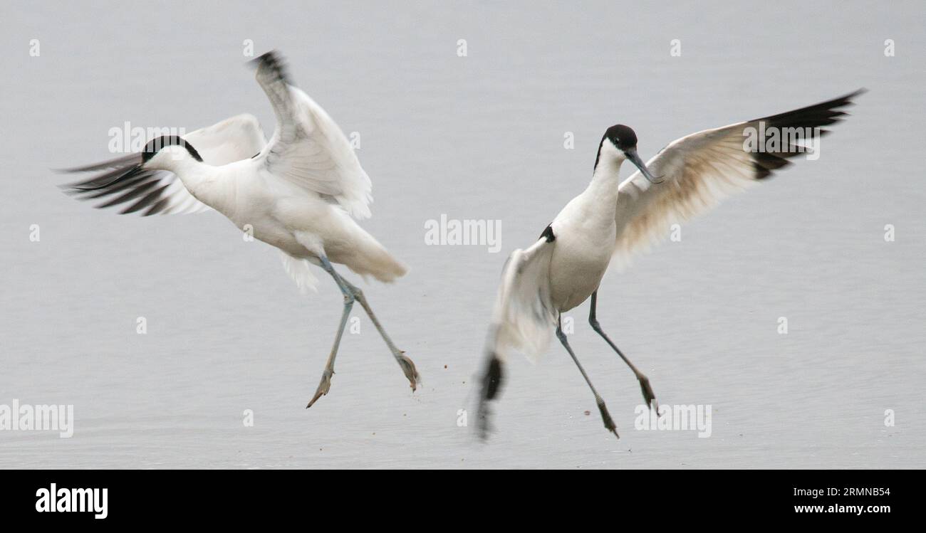 Aus nächster Nähe sehen Sie ein Paar Avocets in Aktion, die in die Luft gehen und sich von einander abwenden und dabei den ganzen Körper und die Flügelform und die langen Beine zeigen Stockfoto