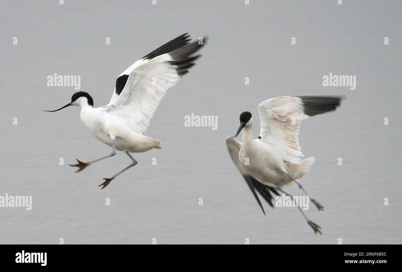 Aus nächster Nähe sehen Sie ein Paar Avocets, die in die Luft fliegen und in die gleiche Richtung fahren, mit Flügeln in verschiedenen Positionen und ausgestreckten Beinen Stockfoto
