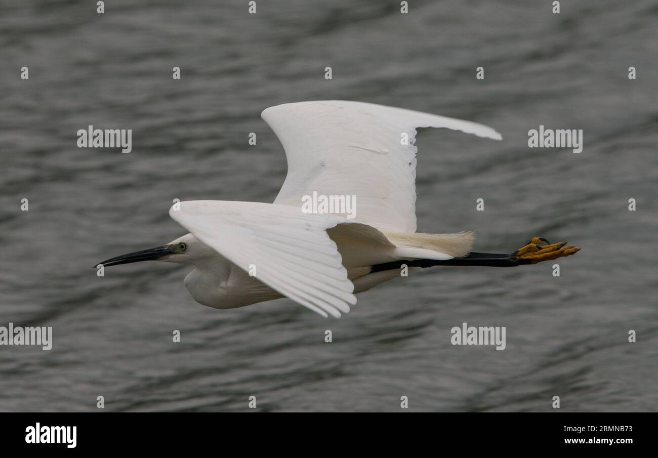 Aus nächster Nähe den kleinen Egret im Flug, der sich von rechts nach links bewegt, mit erhobenen Flügeln und ausgestreckten Beinen, die gelbe Füße zeigen Stockfoto