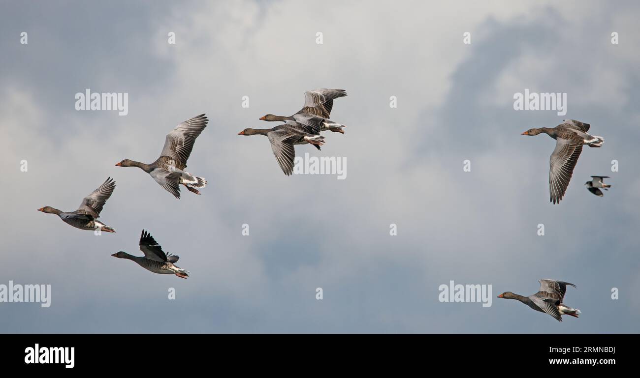 Farbbild einer Gruppe von Graugänsen vor einem hellen Himmel, das deutlich Gefieder- und Flügelmuster zeigt und von rechts nach links fliegt Stockfoto