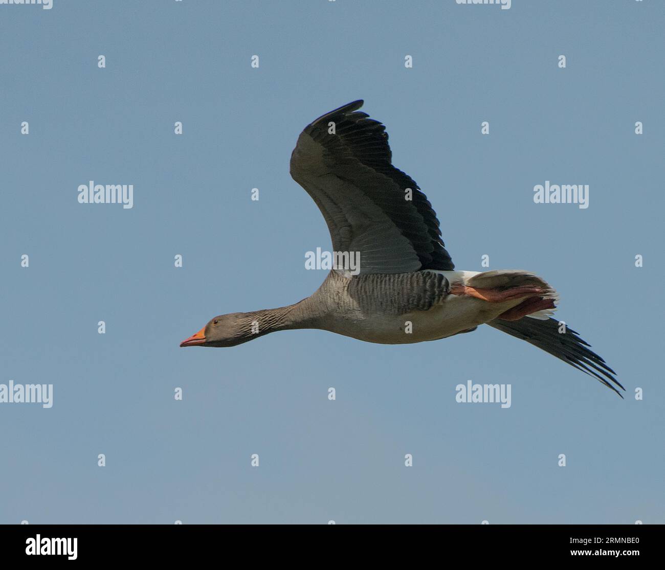Farbbild und Nahansicht der einzelnen Greylag-Gänse, die deutlich den ganzen Körper und das Flügelgefieder zeigt und von rechts nach links gegen einen blassblauen Himmel fliegt Stockfoto