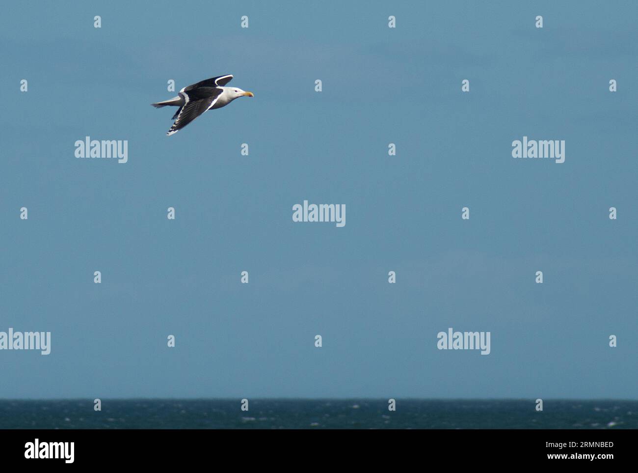 Farbbild von Great Black Backed Gull mit ausgestreckten Flügeln, die von links nach rechts gegen einen blauen Himmel mit Meer und Horizont fliegen Stockfoto