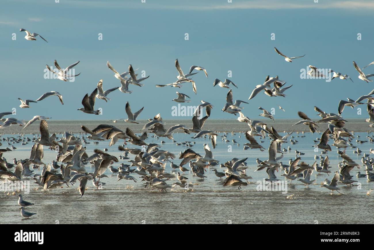 Eine riesige Schar Möwen fliegt an einem späten Septembernachmittag entlang der Norfolk-Küste in Heacham in die Luft Stockfoto