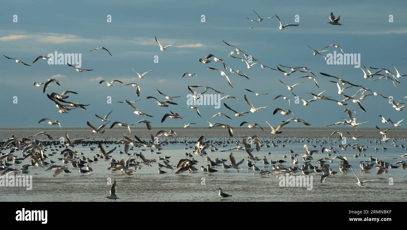Entlang der Küste Norfolks fliegen viele Möwen in die Luft und fangen die spätnachmittägliche Septembersonne ein Stockfoto