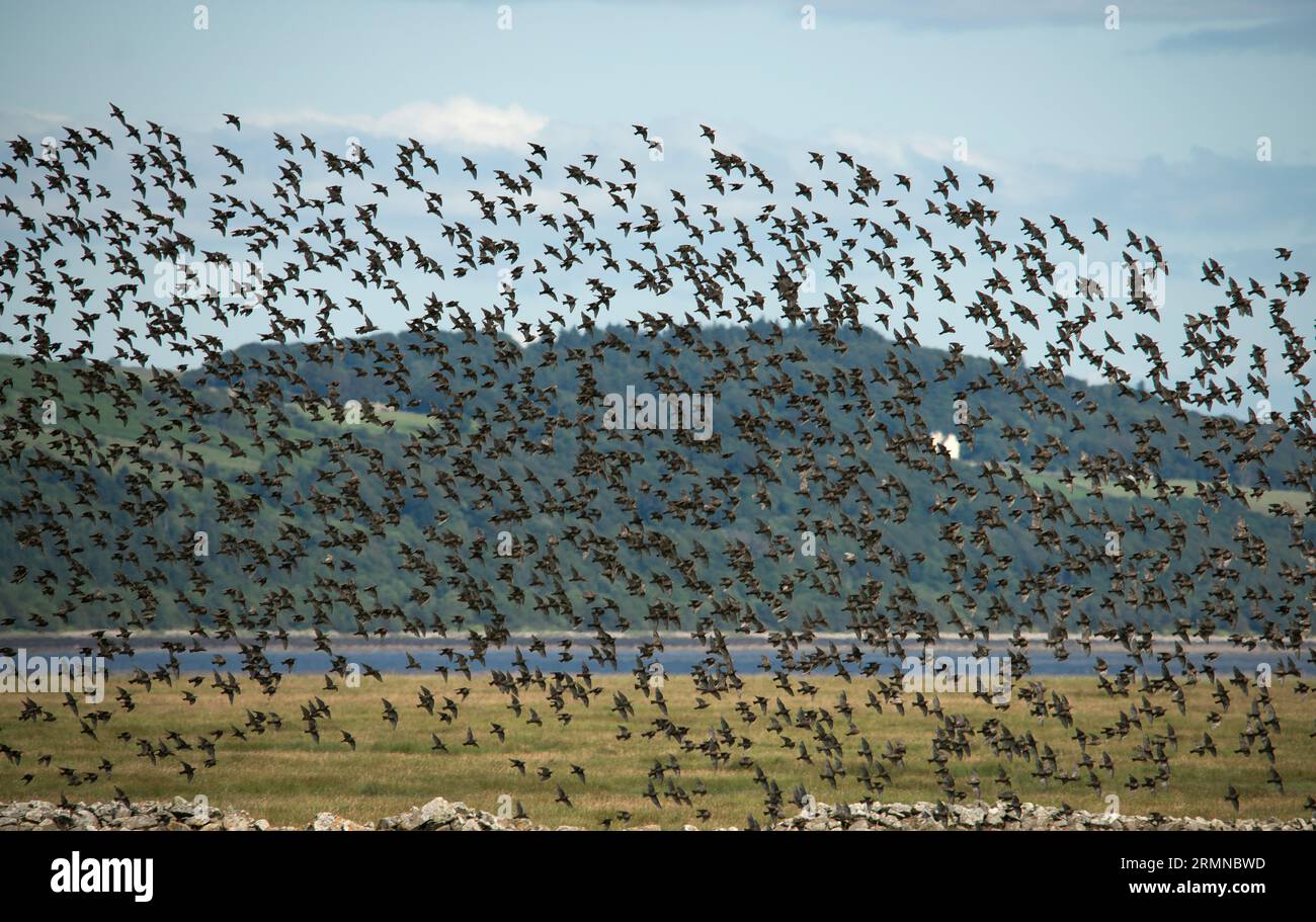 Eine riesige Herde von Sternen füllt den Rahmen, während sie wie ein Mann von einem Feld in die Luft fliegen und von links nach rechts fliegen Stockfoto