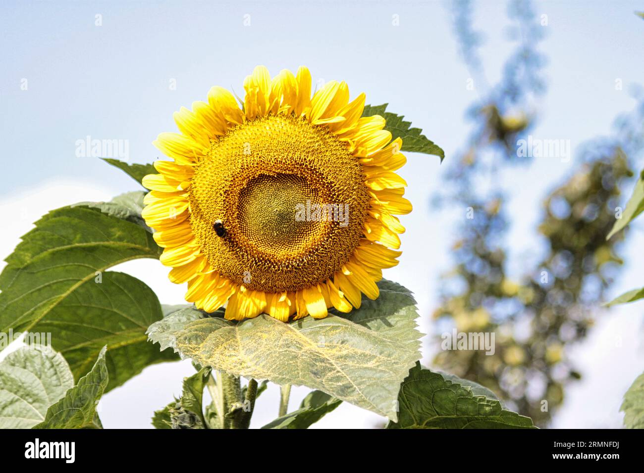 Sonnenblume blüht im Spätsommer im britischen Garten Stockfoto