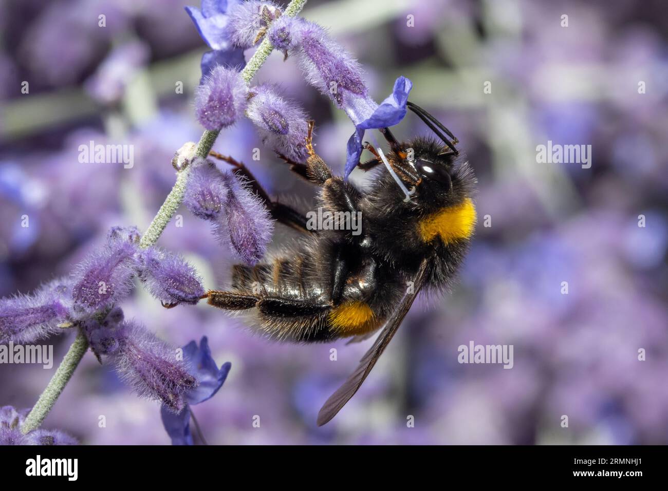 Eine Hummel saugt aus einer lavandula-Blume in einem Garten. Stockfoto