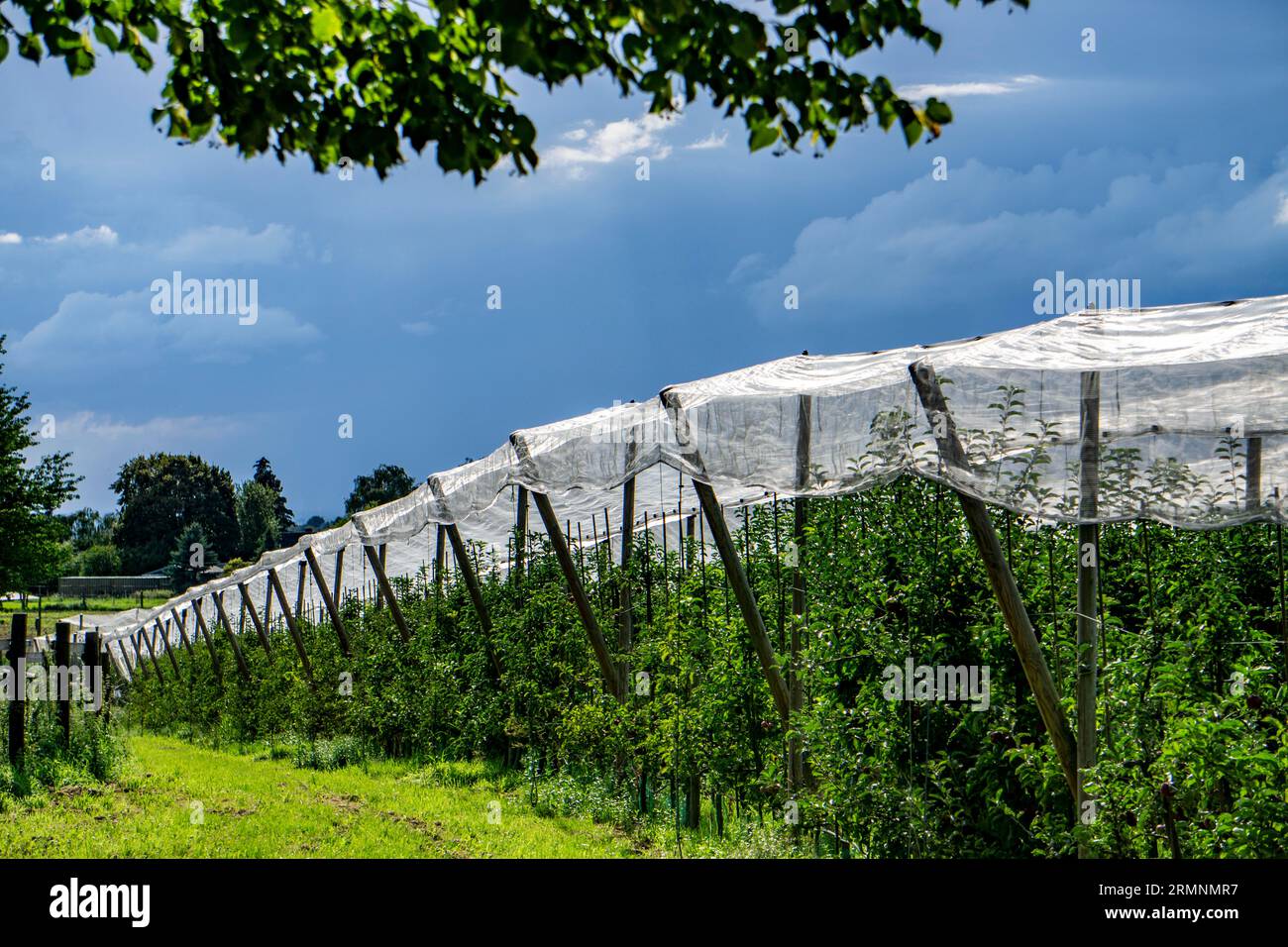 Apfelgarten, Obstbau, mit Hagelschutznetzen, sie sollen die Bäume vor Hagelstürmen schützen, während der Blüte und später die Früchte, attrac Stockfoto