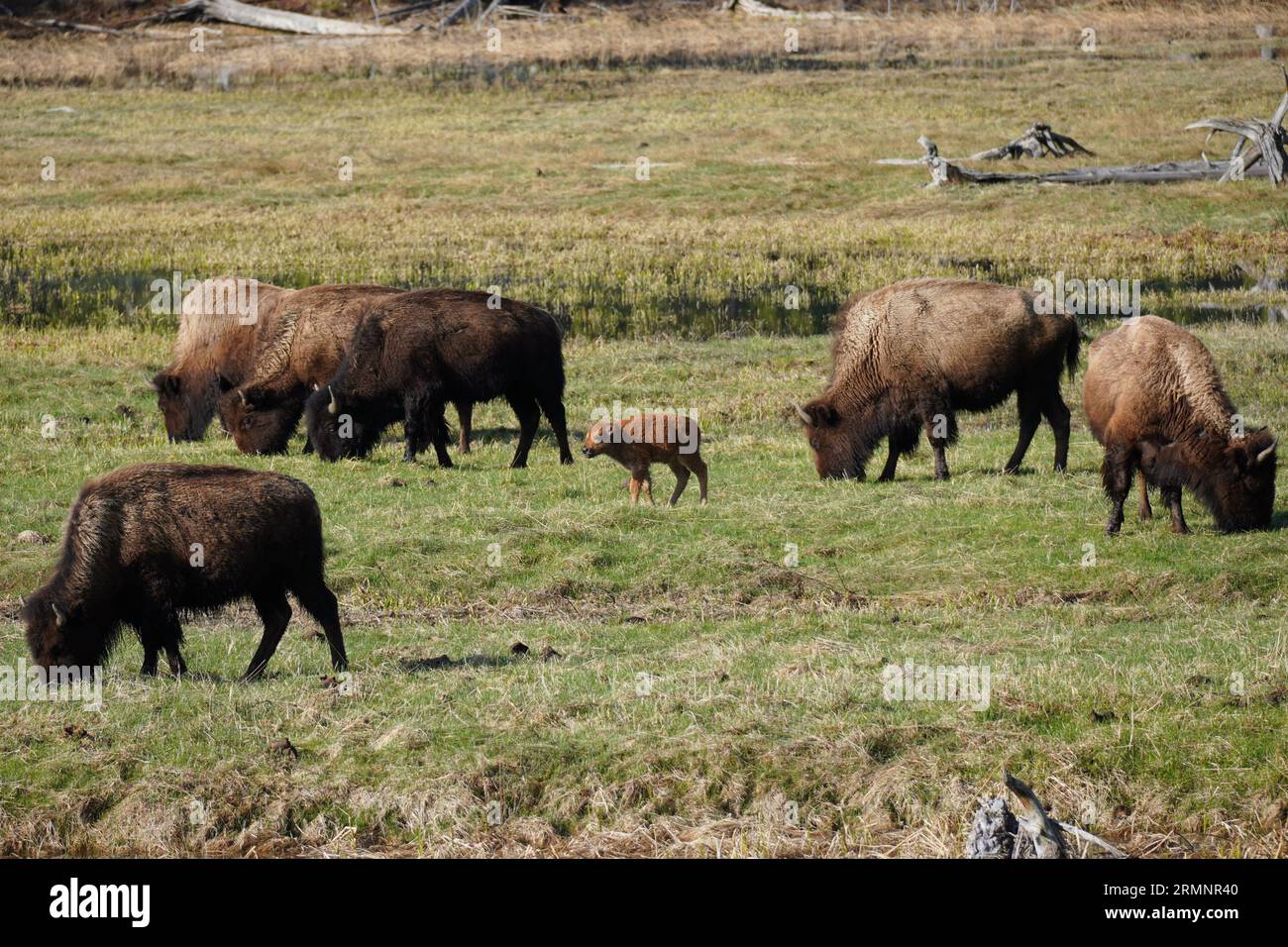 Wisente weiden mit einer Herde im Yellowstone-Nationalpark in Wyoming Stockfoto