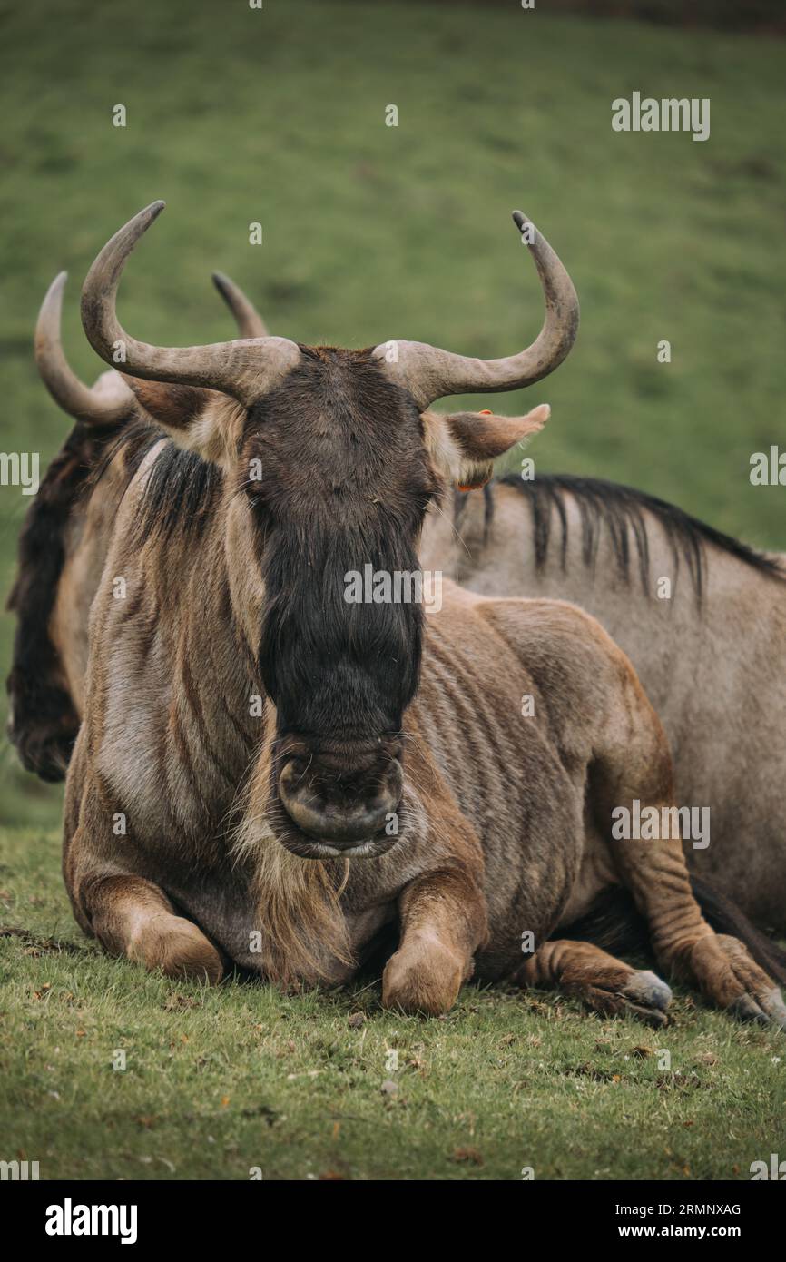 Gnus Stockfoto