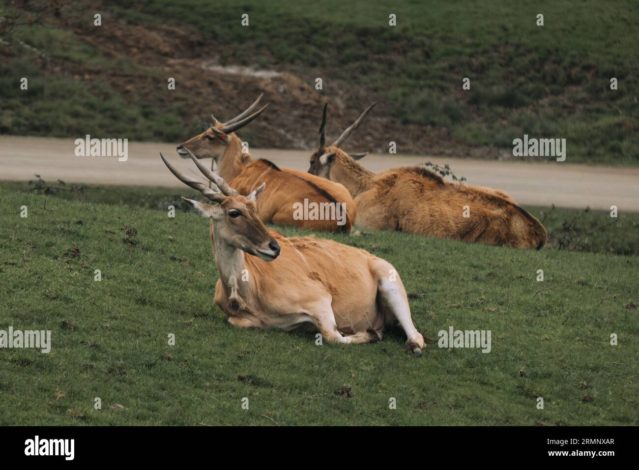 Kudu Stockfoto