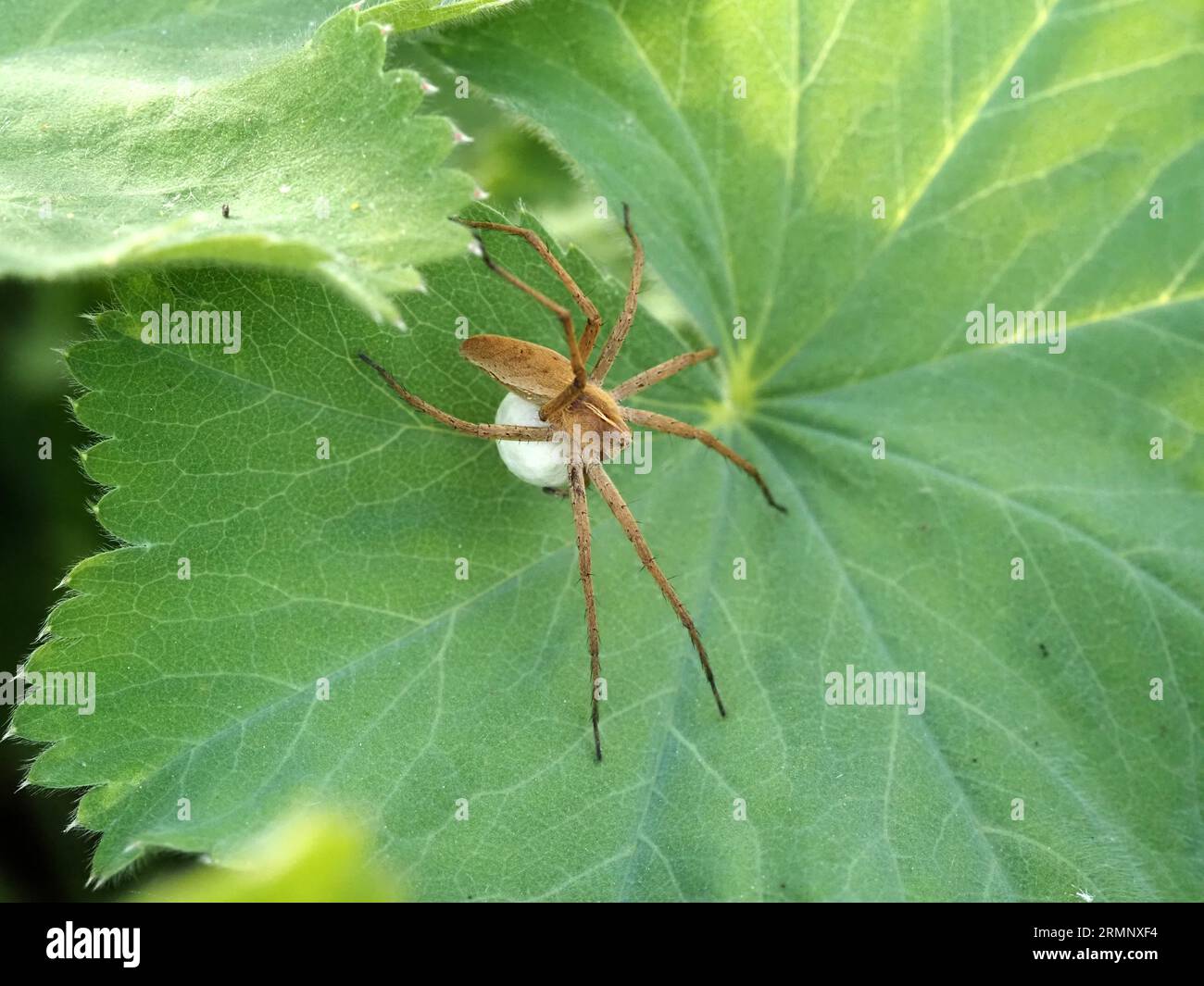 Webspinne, Pisaura mirabilis, trägt einen großen runden Eiersack. Hintergrund ist ein Blatt von Alchelilla mollis. Stockfoto