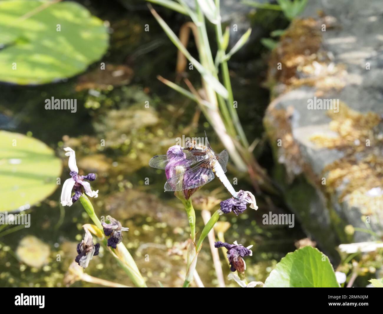Eine männliche, breitköpfige Chaser-Libelle, Libellula depressa, die auf der Iris-Blume neben einem Gartenteich thront. Stockfoto