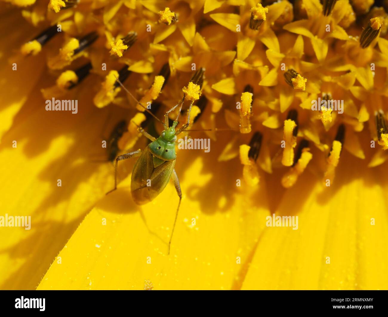 Grüne Blütenwanze, die sich von Pollen aus einer der Scheibenblüten eines Sonnenblumenkopfes ernährt. Stockfoto