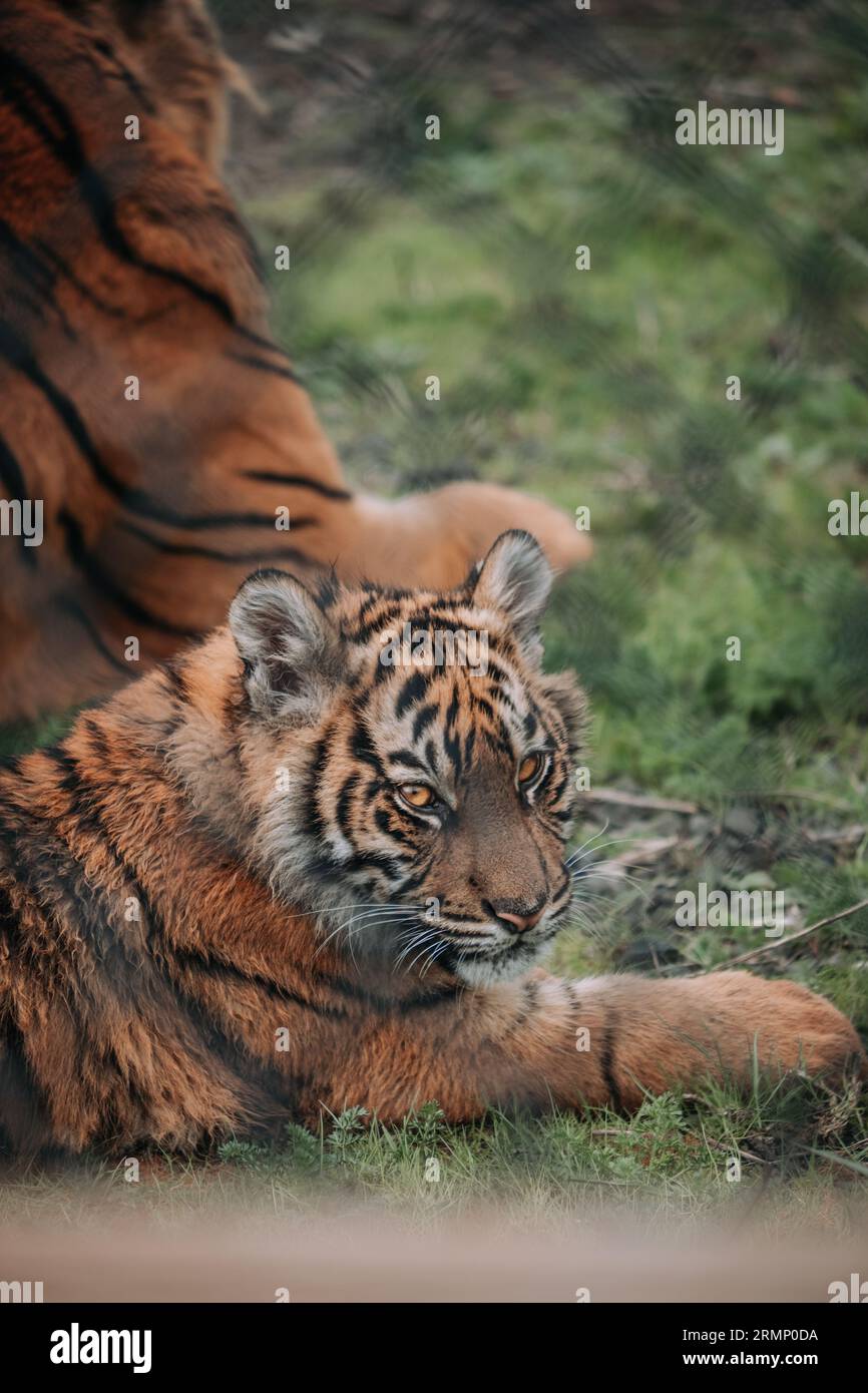 Baby-Tiger Stockfoto