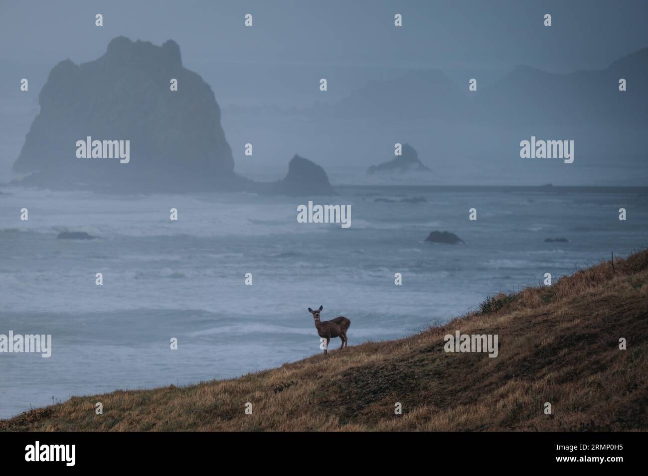Hirsch auf Horizont Stockfoto