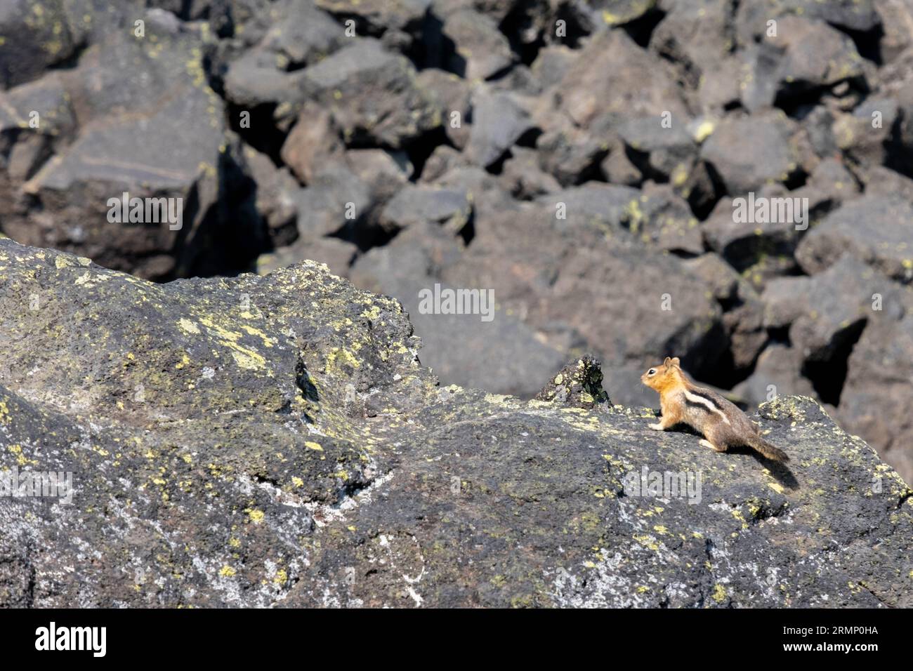 Chipmunk Stockfoto
